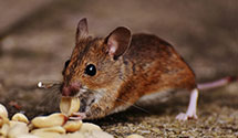 24 Hour & Emergency Exterminators in Fairplay, PA